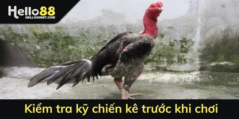 Kiểm tra kỹ chiến kê trước khi chơi